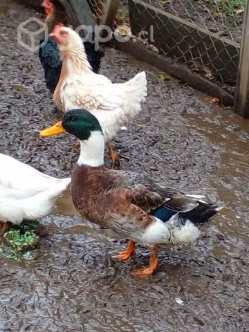 Plantel de 3 patas y 1pato