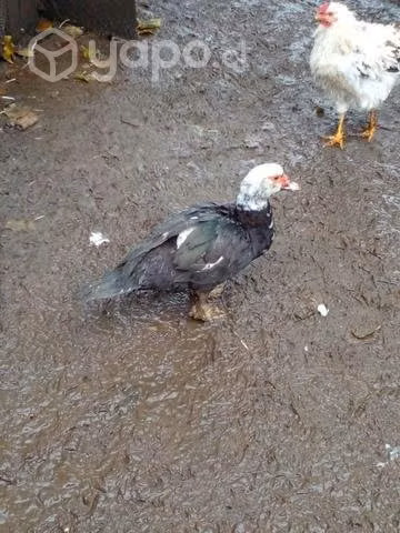 Plantel de 3 patas y 1pato - Imagen 5