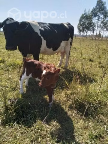 Vaca parida con ternerita