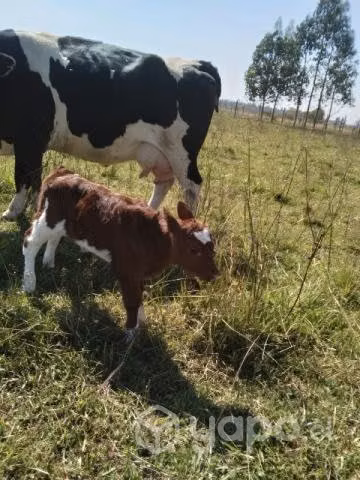 Vaca parida con ternerita