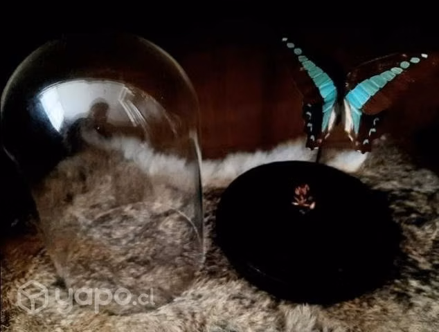 Mariposas en cúpulas.
