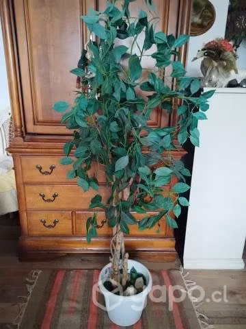 Ficus Artificial