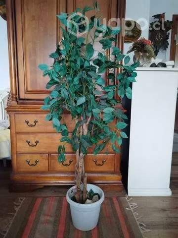 Ficus Artificial