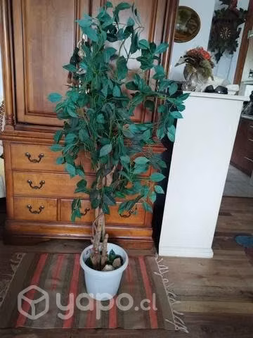 Ficus Artificial