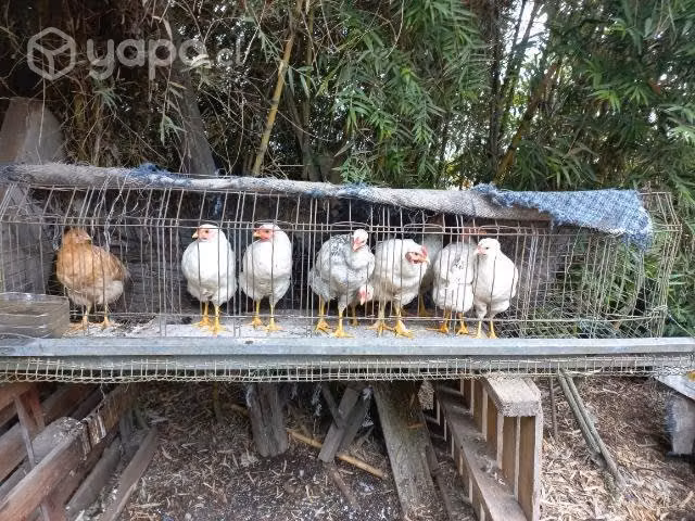 Lote de Pollos - Imagen 2