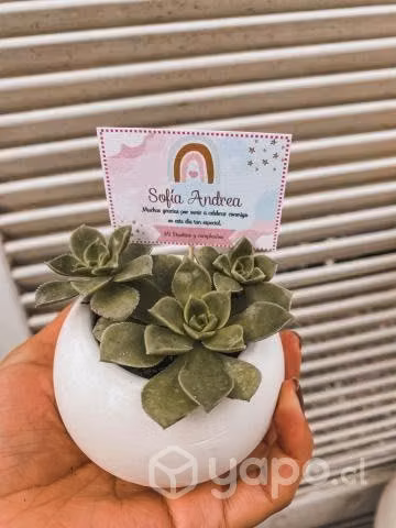 Souvenir/ recuerdos de cactus y suculentas