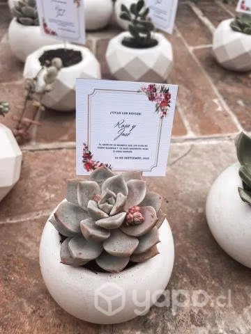 Souvenir/ recuerdos de cactus y suculentas