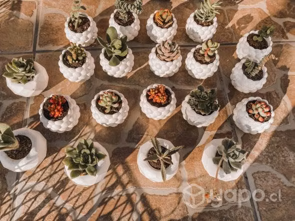 Souvenir/ recuerdos de cactus y suculentas