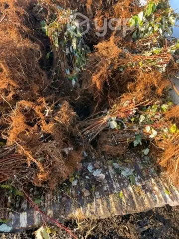 Plantas de frambuesa