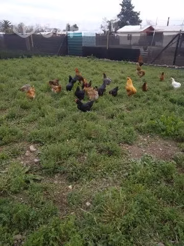 Gallinas de campo