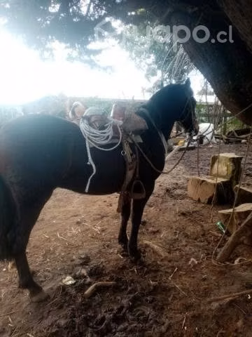 Caballo manso