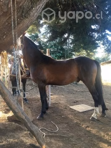 Caballo manso - Imagen 4