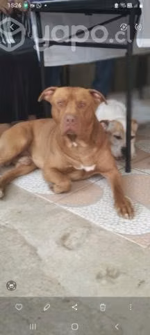 Busco pareja