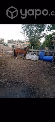 Caballo Corralero - Imagen 3