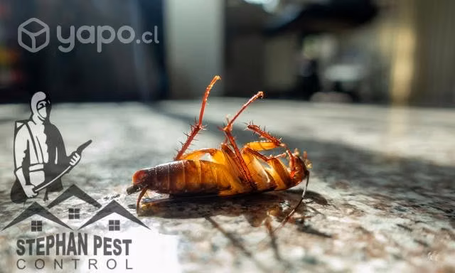 Elimina tu plaga sin fumigacion