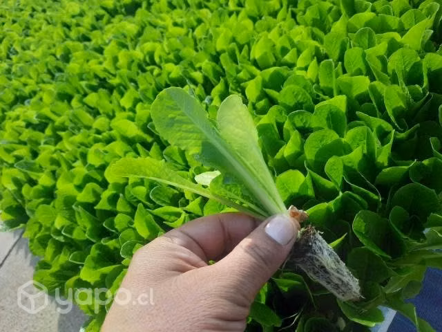 Plantines de lechugas ¡Entrega inmediata