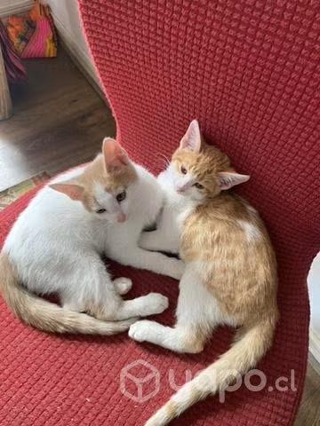 Gatitos en adopción