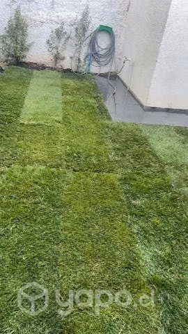 Pasto natural en rollos