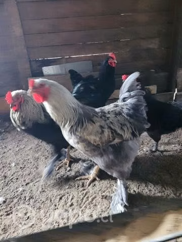 Pollos brahma