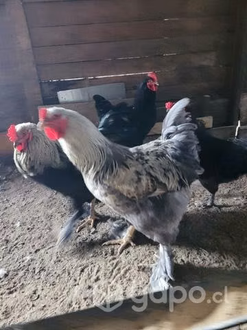 Pollos brahma - Imagen 3