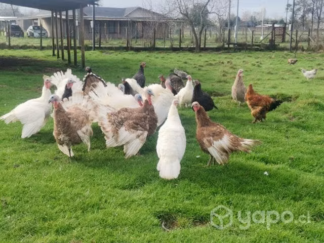 Pavos de la temporada