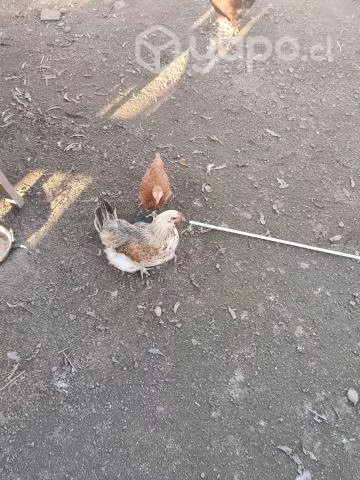 Gallinas