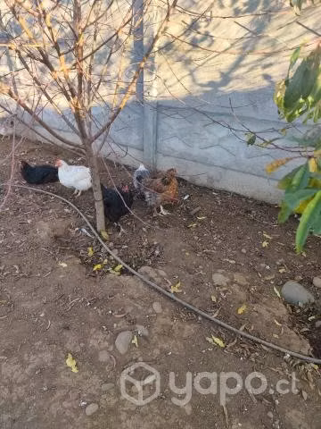 Gallinas