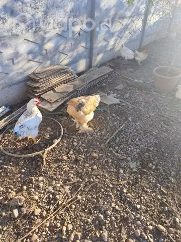 Gallinas