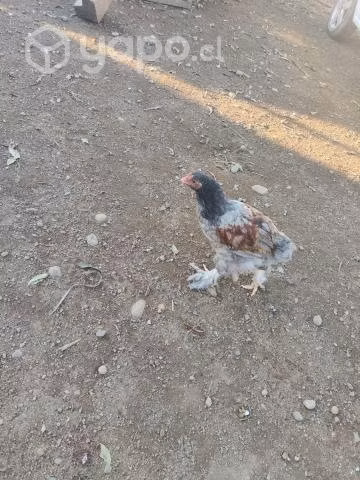 Gallinas