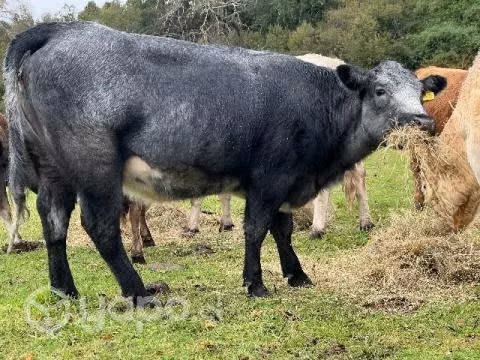 Vaquilla preñada