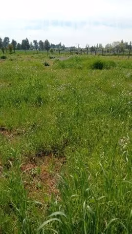 Terreno en chillan comuna del carmen