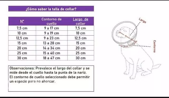 Cono de la vergüenza, collar isabelino