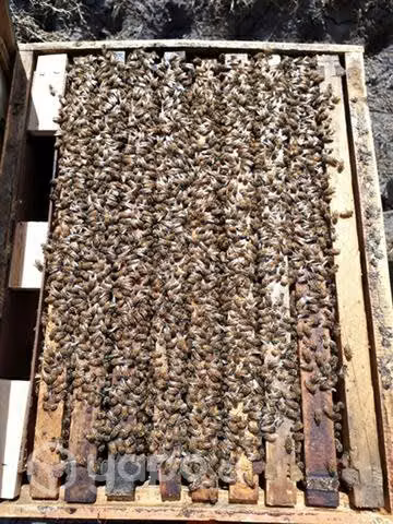 Nucleos de abejas