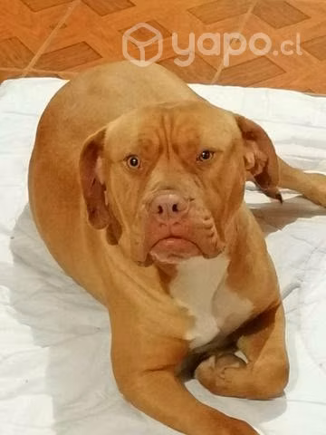 Aura busca pololo,novio