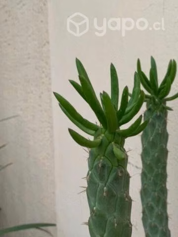 Cactus mediano