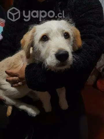 Se regala perrito