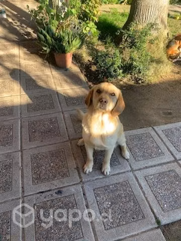 Se regala Perrita