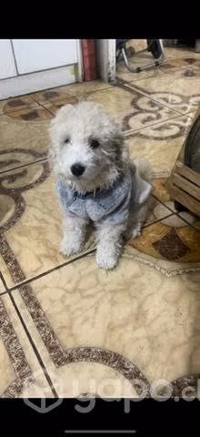 Ropa para mascotas
