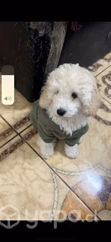 Ropa para mascotas