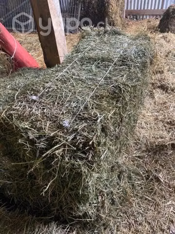 Fardos de Alfalfa