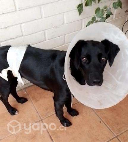 Perrita en adopción - Imagen 2