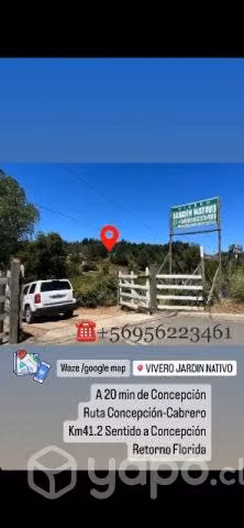 Árboles Nativos y endémicos - Imagen 6