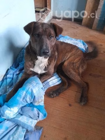 Se regala perrito joven