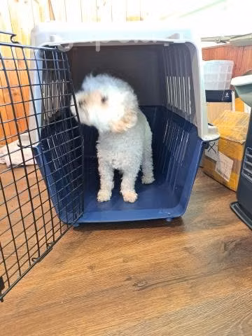 Caja Transporte de mascotas_Canil