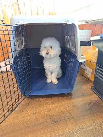 Caja Transporte de mascotas_Canil