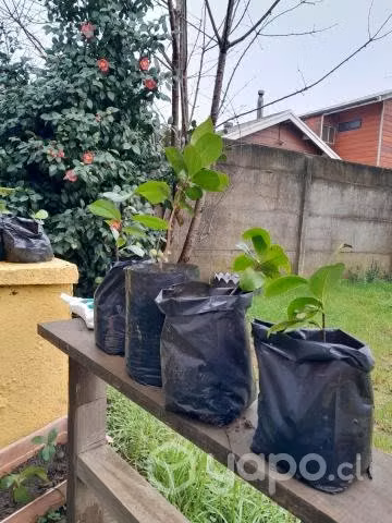Hermosas plantas de camelias