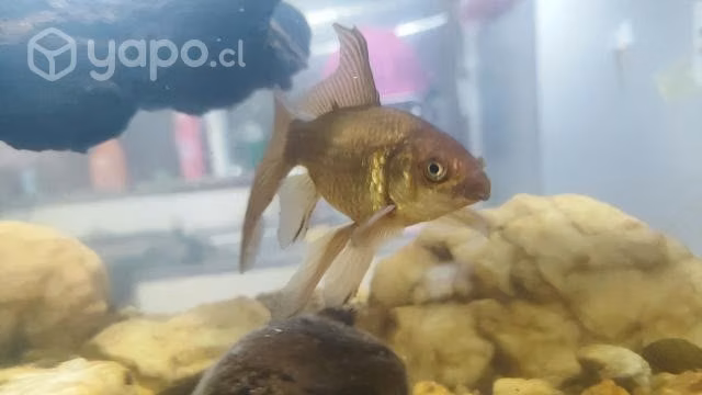 Pecera 80 lts - Imagen 3