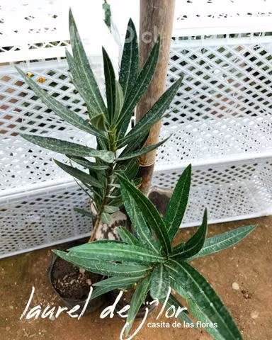 Laurel de flor