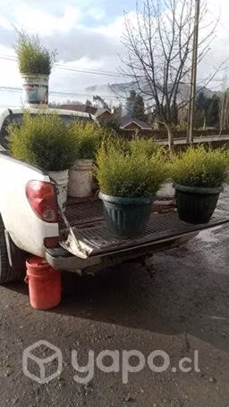 Plantas de ciprés
