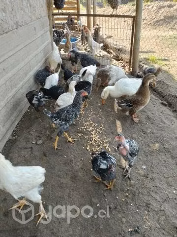 Pollos de campo.,aves